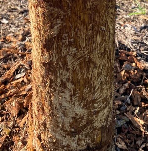 Porcupine Damage To Trees Backbone Valley Nursery