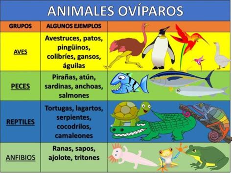 Clasificación De Los Animales Según Su ReproducciÓn Ovíparos