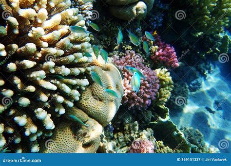 Coral Reef In Red Sea Stock Image Image Of Diver Underwater 169151337