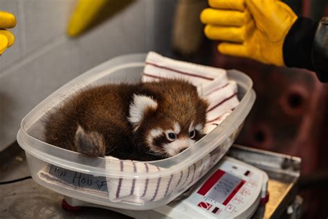 Two Adorable Red Panda Cubs Are Ready To Make Their Debut