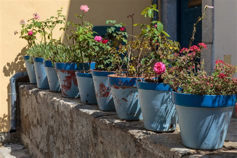 Le piante di agastache hanno circa 30 specie diverse con fiori che vanno dal blu intenso al viola lavanda tutto promozioni rose fiori da bulbo fiori di stagione fiori vivaci e perenni arbusti e piante rampicanti piante da frutto semi e orto giardino bio o naturale. Piante Dainterno Con Fiori Rose : Piante Per Interni Quali ...