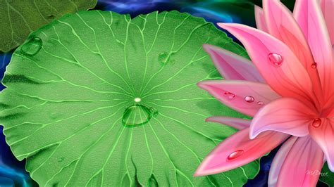 Free Lily Pad Download Free Lily Pad Png Images Free