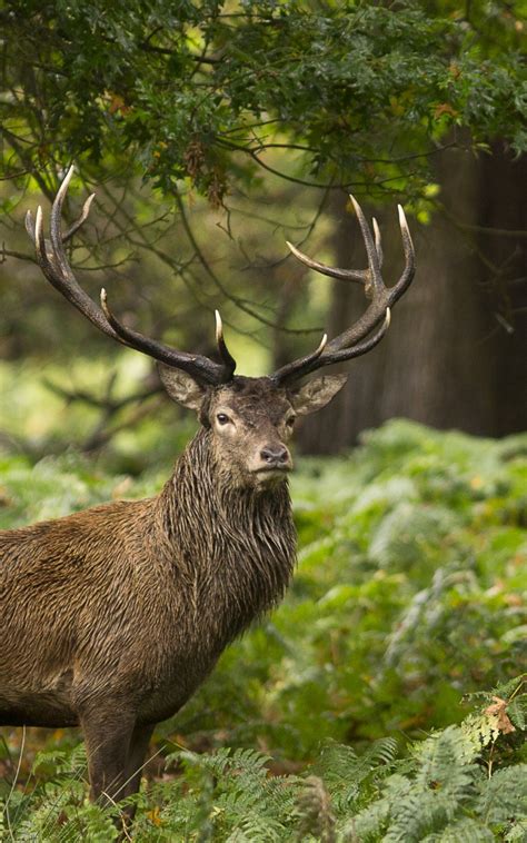 Free Download Forest Wild Animal Stag Hd Wallpapers 4k Wallpapers