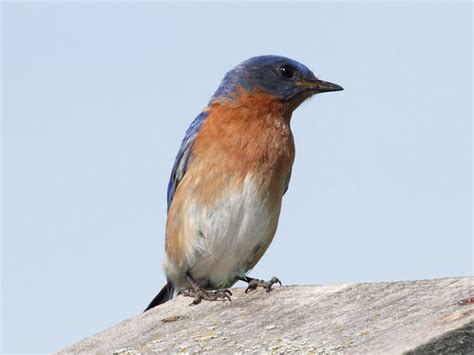 Ecobirder Eastern Bluebird