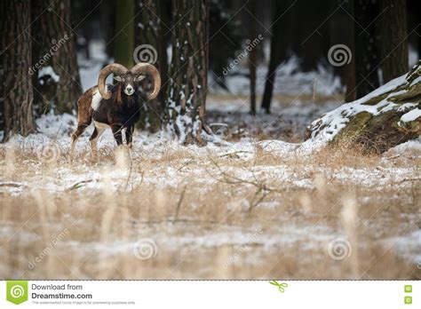 Big European Moufflon In The Forest Stock Image Image Of Herbivorous