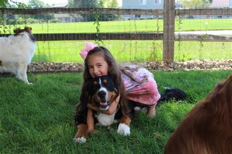 Our standards for bernese mountain dog breeders in colorado were developed with leading veterinarians and animal welfare experts. Nanna & Little, Bernese Mountain Dog Breeder in Broomfield ...