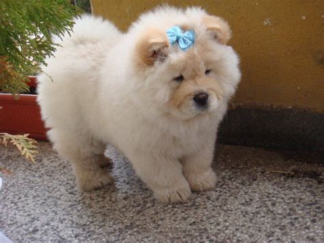 Chow Chow White For Sale Whats New