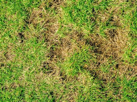 5 Lawn Maintenance Secrets Youll Wish You Knew Sooner