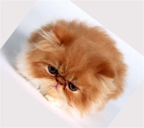 Persian Fluffy Cat Breeds Cute Cats Kittens Cats