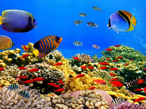 Underwater World Corals Tropical Colorful Fish Hd Desktop