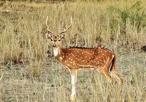 Spotted Deer Chital By Safique Hazarika Photography