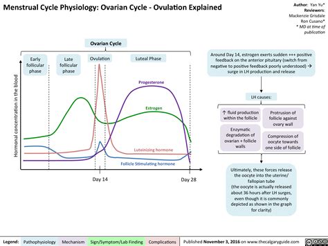 Menstrual Cycle Physiology Ovarian Cycle Ovulation Explained Calgary Guide
