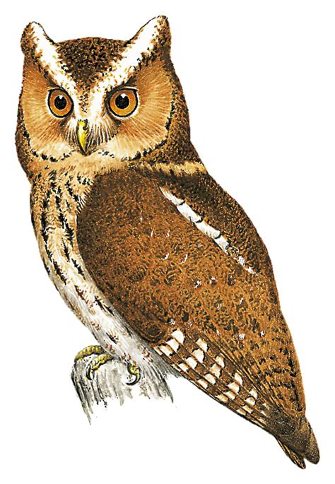Javan Scops Owl Otus Angelinae World Bird Names