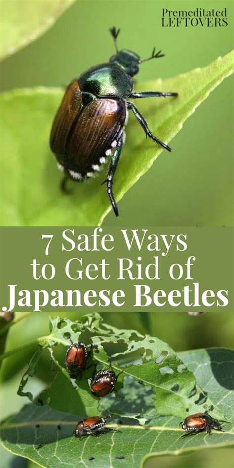 How To Get Rid Of Japanese Beetles On Raspberries Raspberry
