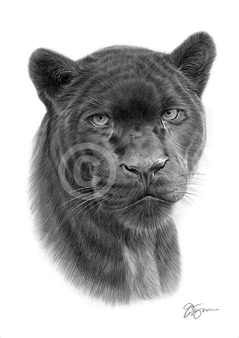 Pencil Drawing Of A Black Panther By Uk Artist Gary Tymon