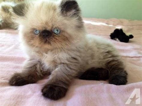 Himalayan Cat Info Temperament Grooming Life Expectancy Kittens