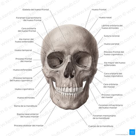 Huesos De La Cara Viscerocráneo Anatomía Y Estructura Kenhub