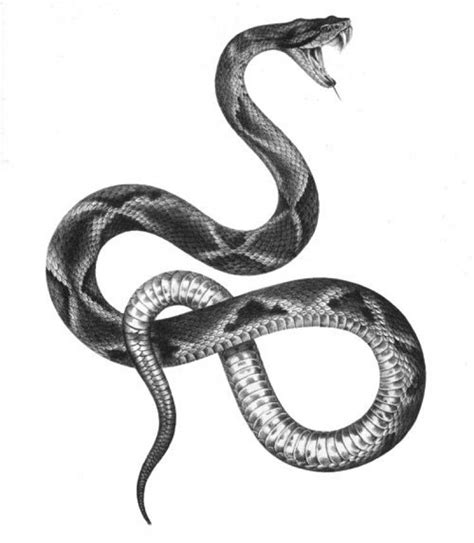 Pin By Пенка Станчева On Tattoo Snake Tattoo Design Snake Art Snake