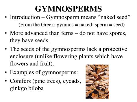 Ppt Gymnosperm Intro And Evolution Life Cycle And Reproduction Uses