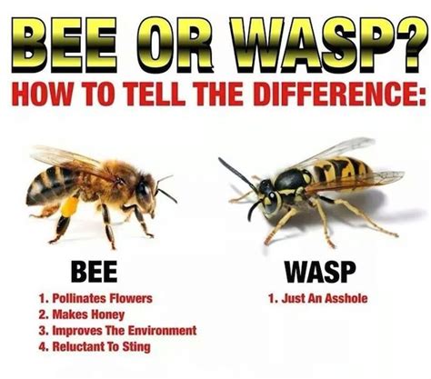 How To Tell The Difference Between A Bee And A Wasp
