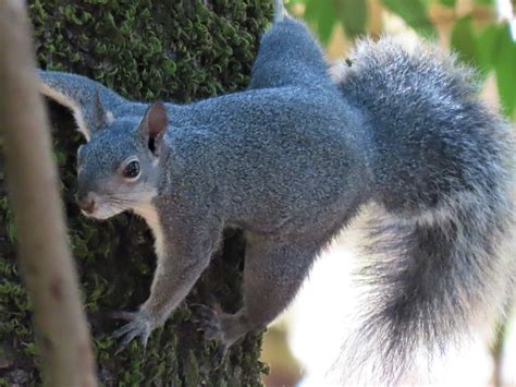 The Western Gray Squirrel Mcrcd