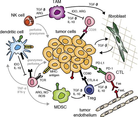 Engineering Opportunities In Cancer Immunotherapy Pnas