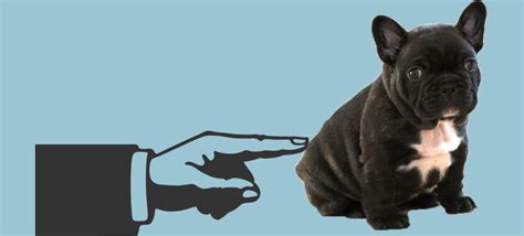 The french bulldog may look tough, but it makes a great companion and loves a game of fetch. French Bulldog Weight Guide - Is Your Frenchie Healthy?