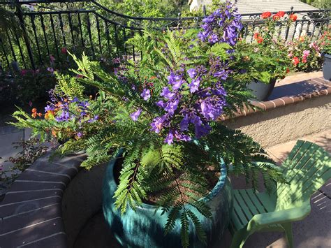 Jacaranda 'bonsai blue' marketed by monrovia is a true dwarf developed by kiyoshi sakai in japan. Village Nurseries and Star Roses and Plants Expand ...