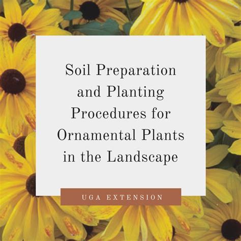 Soil Preparation And Planting Procedures For Ornamental