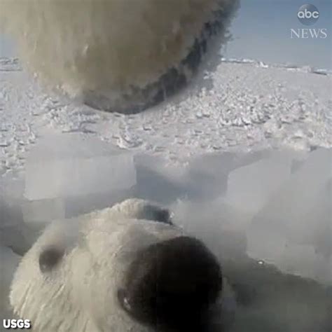 Gopro Footage Reveals Secret Lives Of Polar Bears Secret Lives Of