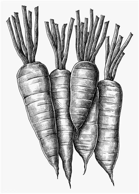 Five Hand Drawn Fresh Carrots Transparent Png Free Image By Rawpixel