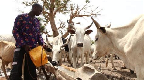 Herdsmen Killing How Nigeria Ghana Farmers Wan Make Herdsmen Palava End Bbc News Pidgin