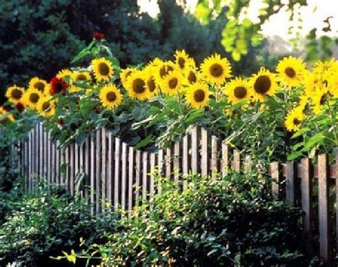 30 Country Yard Ideas That Your Garden Needs 18 Sunflower Garden
