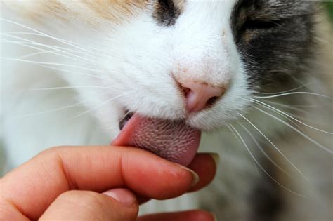 What It Means When A Cat Licks You And Why It Matters