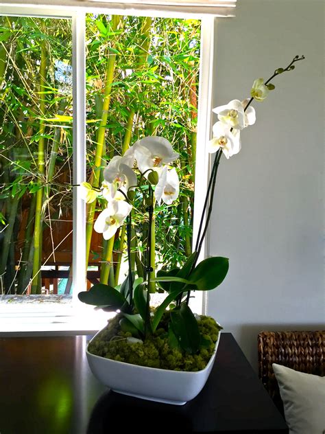 Diy Indoor Orchid Garden Trace Style Create Live