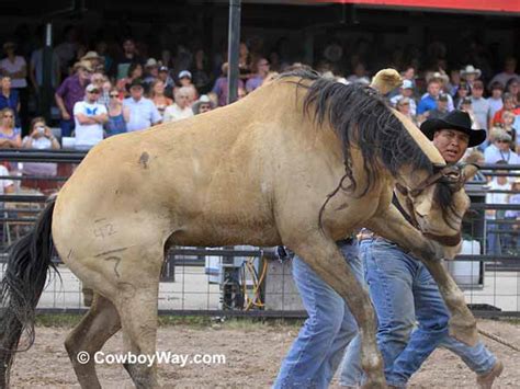 I #love this horse so much. Wild Horse Race Photos