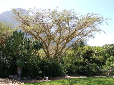 Acacia Sieberiana Seeds Phoenix Desert Seeds