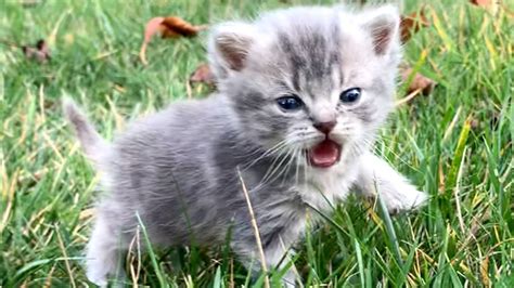 Tiny Kitten Calls Out To His Mom Meowing Loudly Kitten Street Youtube