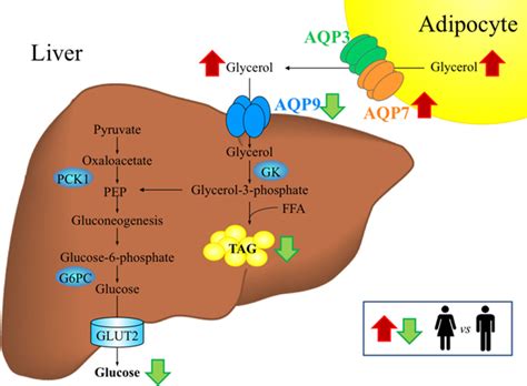 Frontiers Sexual Dimorphism Of Adipose And Hepatic Aquaglyceroporins In Health And Metabolic