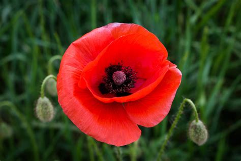 Join The Poppy Project Osoyoos Museum Destination Osoyoos