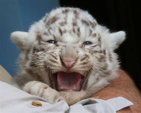 Images Of White Baby Tigers