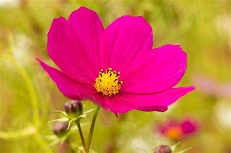 Download Free Photo Of Pink Flowercosmoskosmeeleaflet Leaved