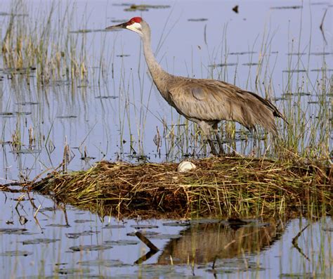Sandhill Cranes At The Nest Central Florida Birds In Photography On