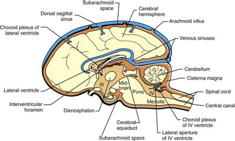 Cerebrospinal Fluid And The Blood Brain Barrier Veterian Key