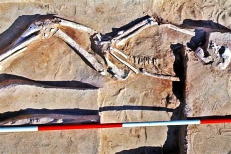 42000 Year Old Mungo Man Skeleton Has Been Found In Australia Histecho