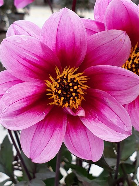 Dahlia Dreamy Morning : r/pinkplants