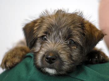 See our puppy care guide. Puppies - Pet Care Advice