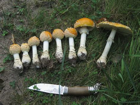 Amanita Muscaria A Poisonous Hallucinogenic Edible Mushroom