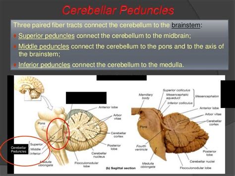 Cerebellum Ppt