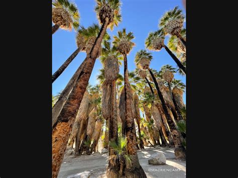 Towering Palms Desert Photo Of The Day Palm Desert Ca Patch